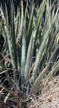 Ixtle de Jaumave(Agave funkiana)