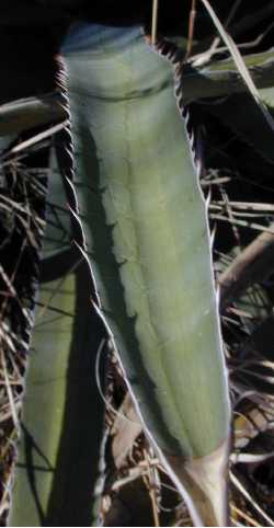 Ixtle de Jaumave(Agave funkiana)