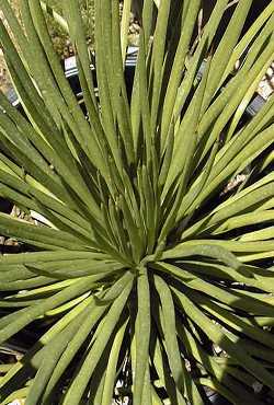 Twin-flowered Agave(Agave geminiflora)