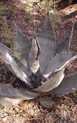 (Agave gigantensis)