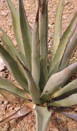 Slimfoot Century Plant(Agave Χ gracilipes)