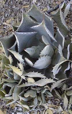 Maguey Chato(Agave guadalajarana)