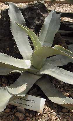 (Agave gypsophila)