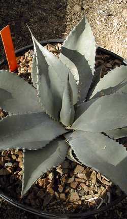 Ft. Huachuca Agave(Agave parryi var. huachucensis )