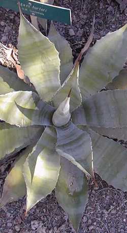 (Agave hurteri)