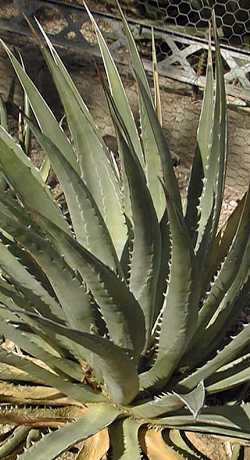 (Agave utahensis ssp. kaibabensis )