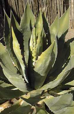 Maguey Tecolote(Agave maximiliana)