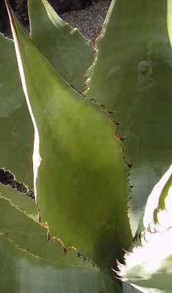 Maguey Tecolote(Agave maximiliana)