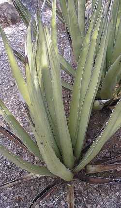 (Agave lechuguilla)