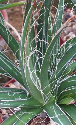 (Agave Χ leopoldii)