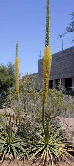 (Agave ocahui var. longifolia )