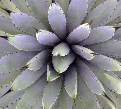 (Agave macroacantha)