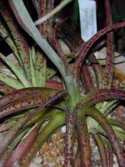 Texas Tuberose(Agave maculosa)