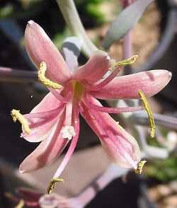 Texas Tuberose(Agave maculosa)