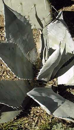 Mezcal Blanco(Agave shrevei ssp. matapensis )