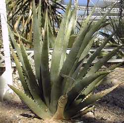 McKelvey's Century Plant(Agave mckelveyana)