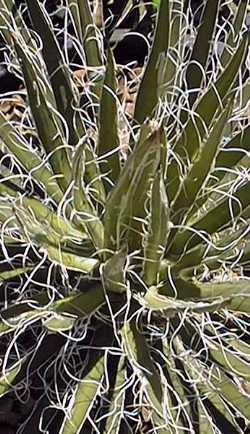 Chahuiqui(Agave multifilifera)