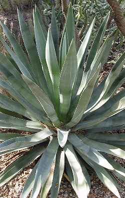 Murphy's Agave, Hohokam Agave(Agave murpheyi)