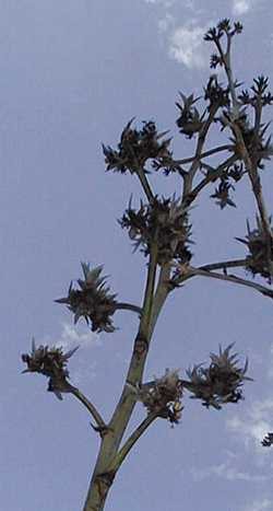 Murphy's Agave, Hohokam Agave(Agave murpheyi)