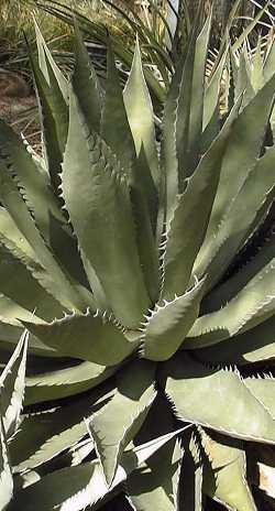 (Agave cerulata ssp. nelsonii )