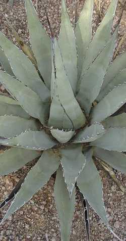 Mescal(Agave neomexicana)