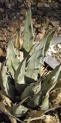 Nevada Agave(Agave utahensis ssp. nevadensis )