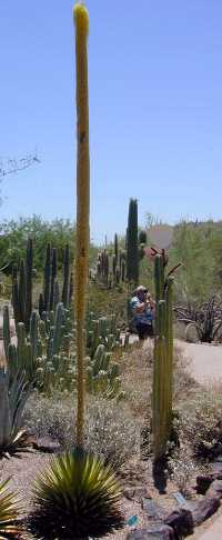 (Agave ocahui var. ocahui )