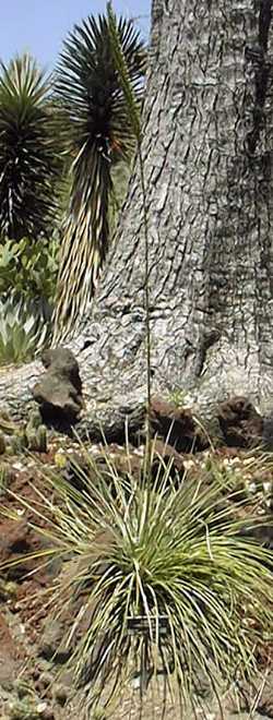 Maguey Pajarito(Agave ornithobroma)