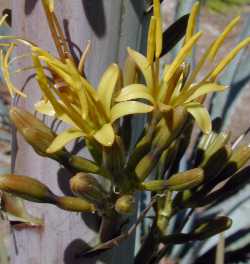 Maguey Pajarito(Agave ornithobroma)