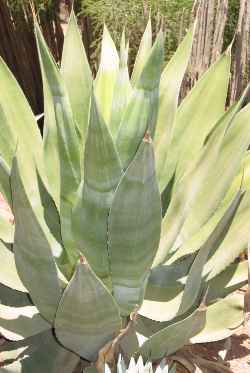 (Agave pachycentra)