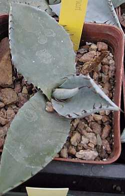 Palmer's Agave(Agave palmeri)