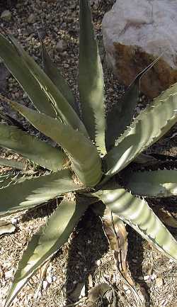 Palmer's Agave(Agave palmeri)