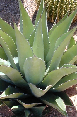 (Agave parrasana)