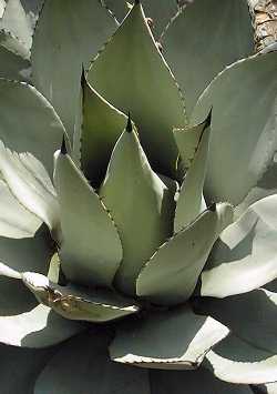 Parry's Agave