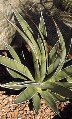 (Agave pelona)