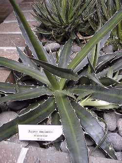 (Agave obscura)