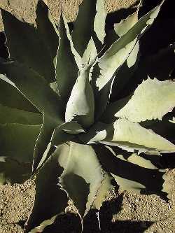 (Agave potatorum)