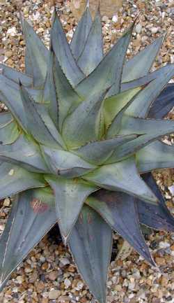 (Agave pumila)