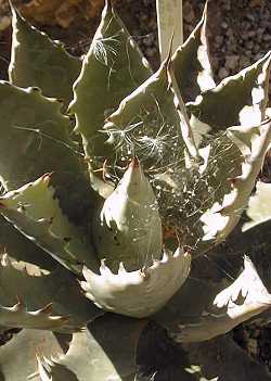 (Agave pygmae)