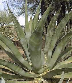 Pulque Agave(Agave salmiana ssp. salmiana )