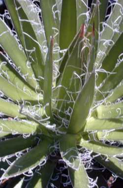 Maguey(Agave filifera ssp. schidigera )