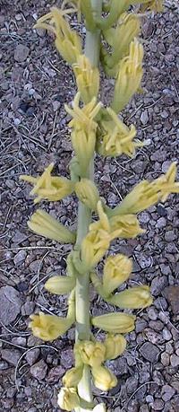 Schott's Century Plant, Shindagger(Agave schottii var. schottii )