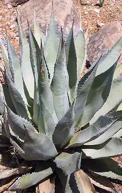 (Agave sebastiana)