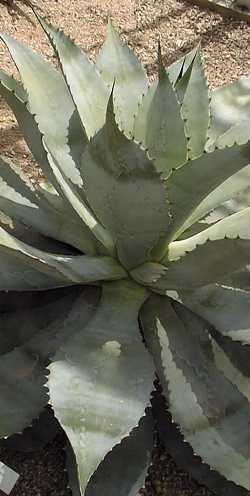 (Agave seemanniana)