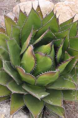 Coastal Century Plant(Agave shawii)