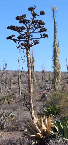 Coastal Century Plant(Agave shawii)