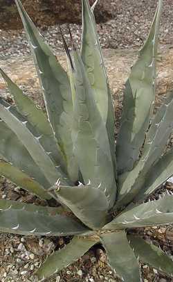 (Agave deserti ssp. simplex )