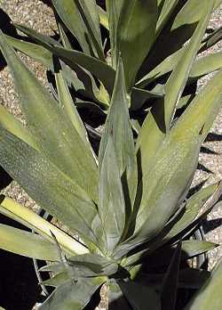 Sisal(Agave sisalana)