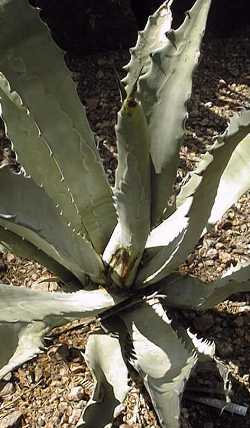 (Agave sobria ssp. sobria )