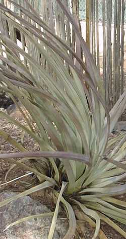 (Agave striata ssp. falcata )